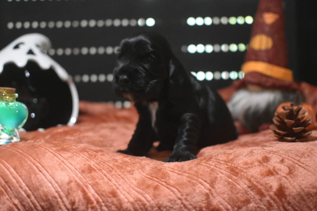 Du Domaine D'Anteros - Chiots disponibles - Cocker Spaniel Anglais