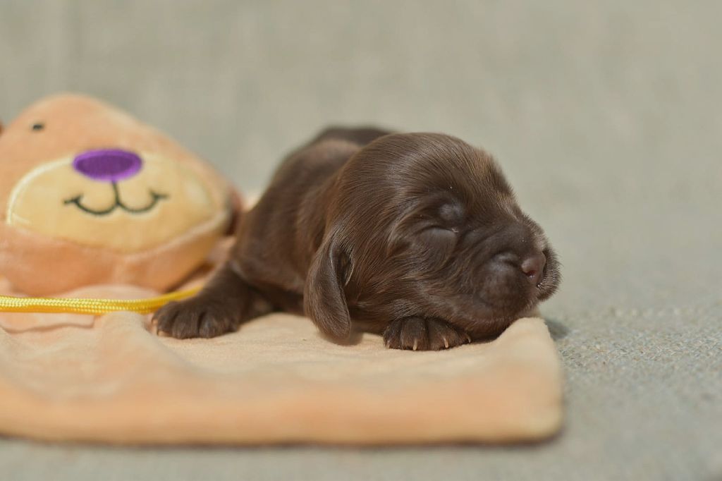 Du Domaine D'Anteros - Chiots disponibles - Cocker Spaniel Anglais