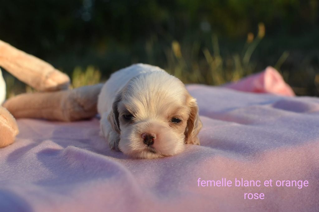 Du Domaine D'Anteros - Chiots disponibles - American Cocker Spaniel