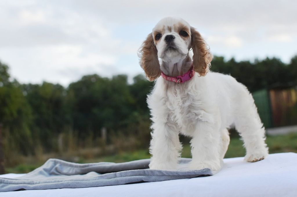 Du Domaine D'Anteros - Chiots disponibles - American Cocker Spaniel